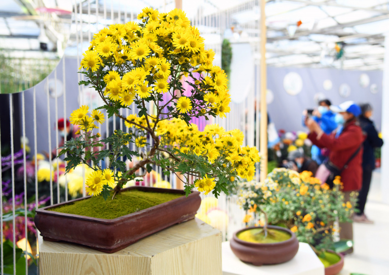 Des visiteurs prennent des photos de chrysanthèmes lors d'une exposition organisée dans un parc à Beijing