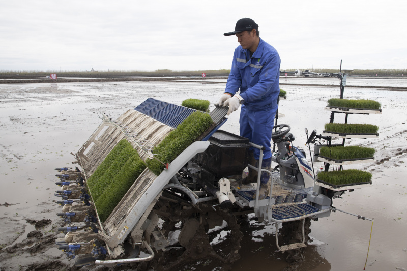 Un membre du personnel place des semis de riz dans un transplanteur autonome dans une zone de démonstration agricole intelligente gérée par Hongwei Farm Co