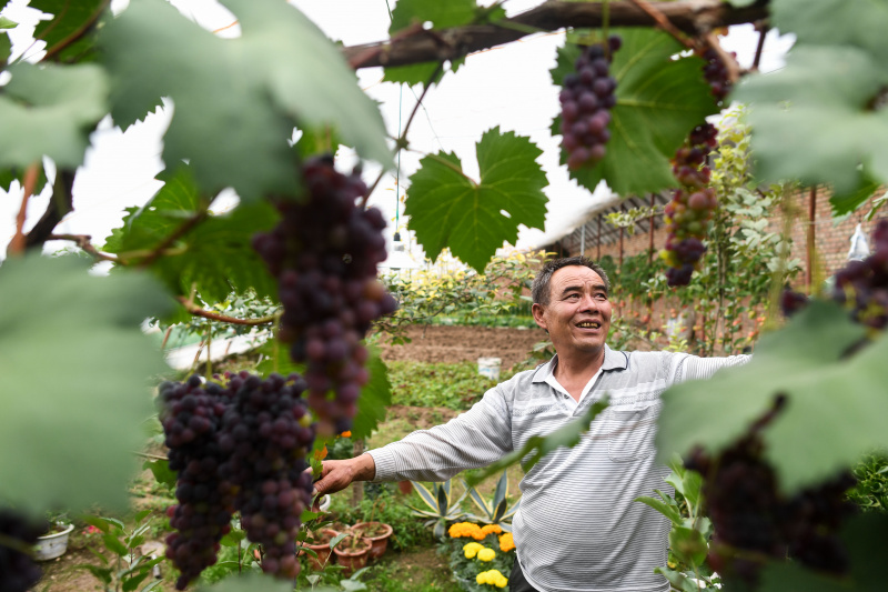 Wei Jinming dans sa plantation de légumes dans le village de Xinzhai