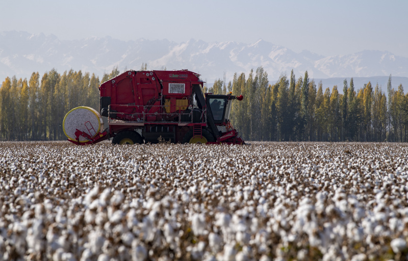 Une machine à récolter en action dans un champ de coton de Lu Gaolin à Shawan