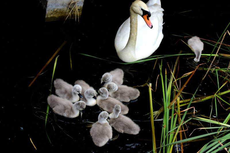 Un cygne muet et ses bébés dans un parc