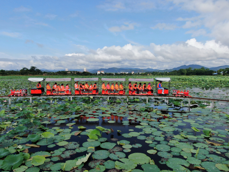 Des visiteurs prennent un mini-train touristique pour admirer des fleurs de lotus sur le lac Longde