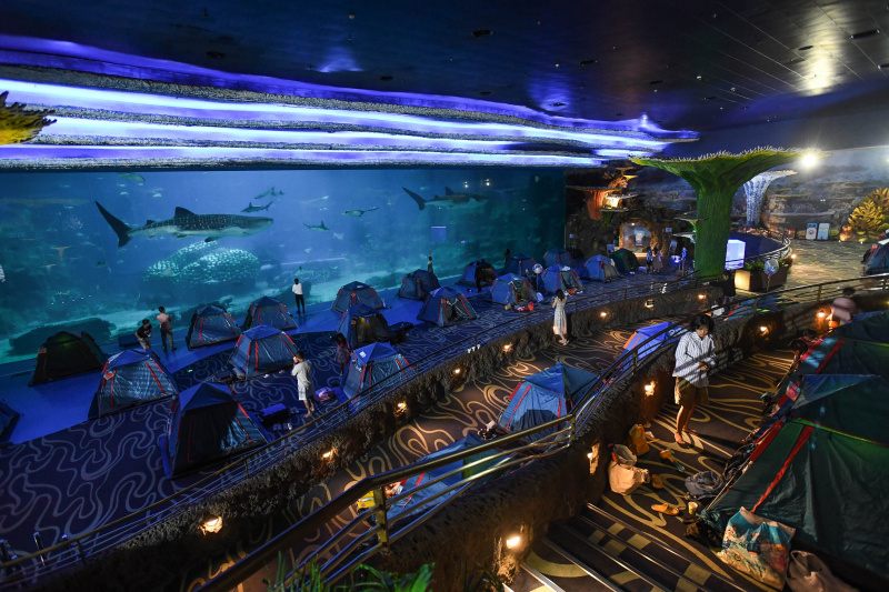 Des visiteurs observent des requins-baleines au petit matin à Chimelong Ocean Kingdom