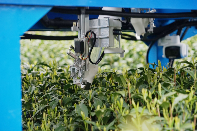 Un robot cueille le thé dans un jardin de thé à Hangzhou