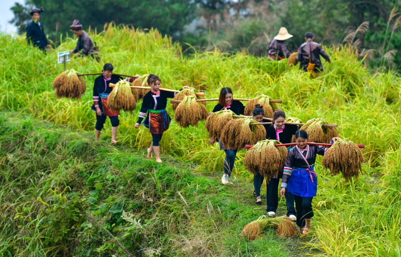 Des villageoises transportent du riz gluant fraîchement récolté dans le village de Jianhua du district de Congjiang de la préfecture autonome Miao de Qiandongnan