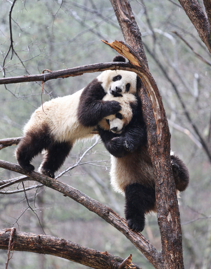Les pandas géants Lulu (à droit) et Xiaoxin s'amusent sur un arbre dans la Base d'entraînement à l'état sauvage pour les pandas de Qinling dans la Réserve naturelle de Foping