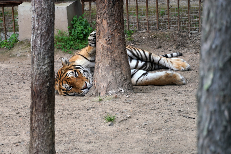 Un tigre de Sibérie dans le Parc des tigres de Sibérie de Hengdaohezi à Hailin