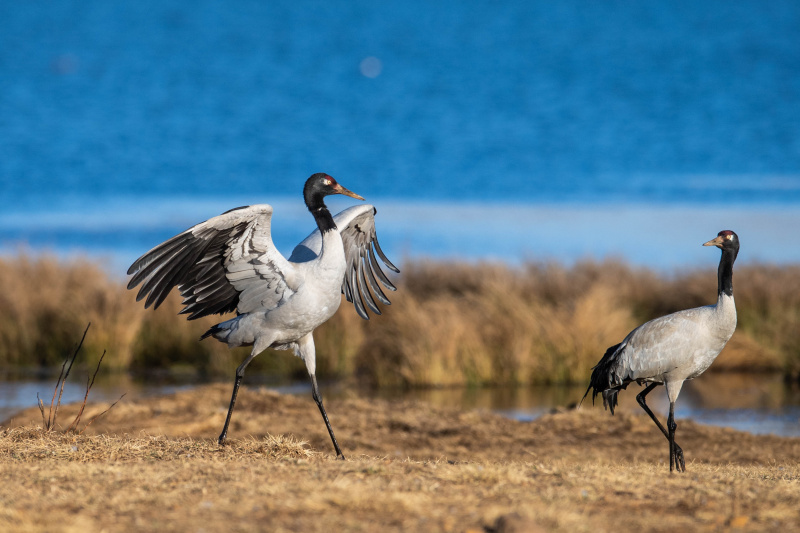 Des grues à cou noir dans la zone humide de Dahaizi