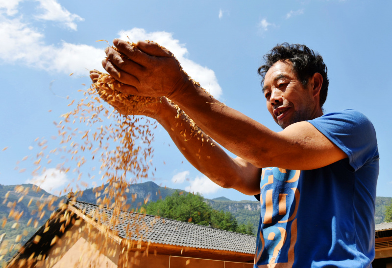Photo prise le 3 octobre 2021 montrant un villageois examinant le riz paddy nouvellement récolté dans le district autonome Tujia et Miao de Youyang