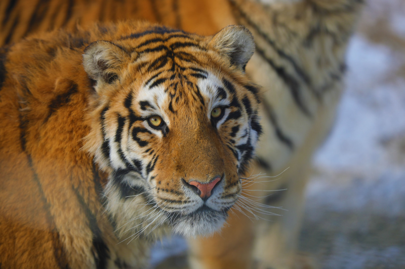 Un tigre de Sibérie dans le parc des tigres de Sibérie de Guanpo