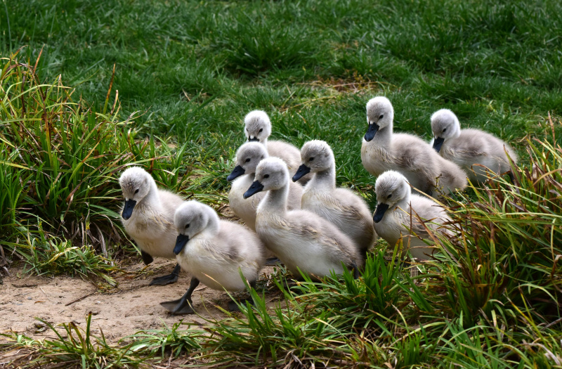 Des bébés cygnes muets dans un parc