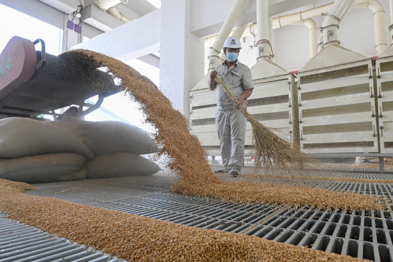 Un employé transporte des céréales à la filiale de Dagang de la Central Grain Reserve Tianjin Dongli Direct Warehouse Co