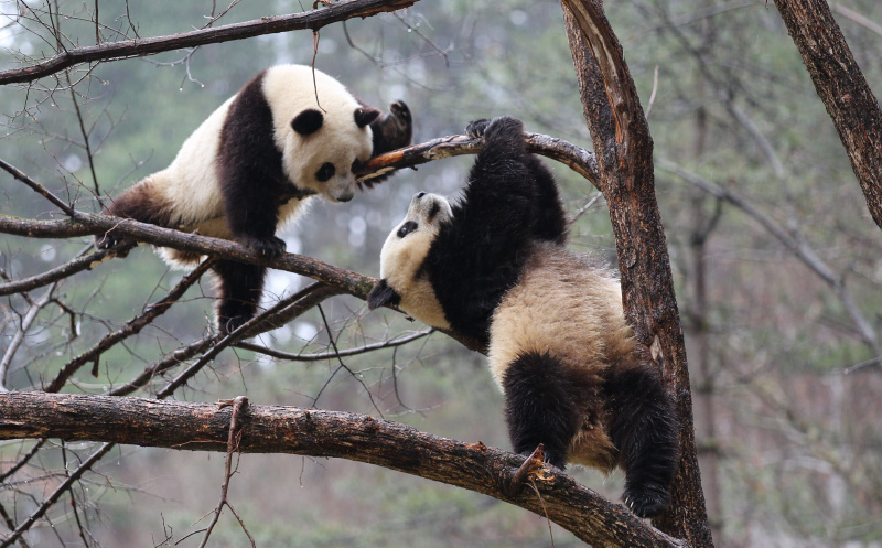 Les pandas géants Lulu (à droit) et Xiaoxin s'amusent sur un arbre dans la Base d'entraînement à l'état sauvage pour les pandas de Qinling dans la Réserve naturelle de Foping