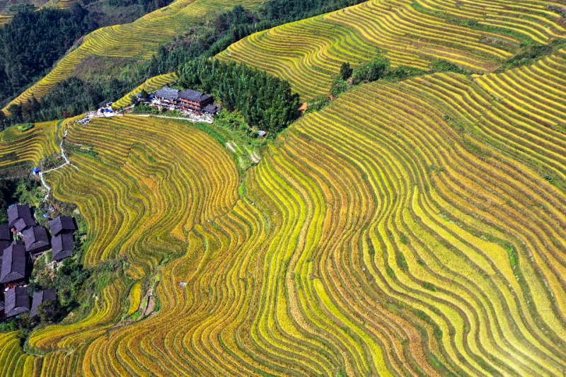 Photo aérienne prise le 12 octobre 2020 montrant des champs en terrasses dans le district de Longsheng