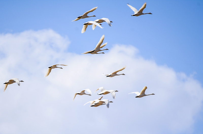 Des cygnes survolent une plaine à Hohhot