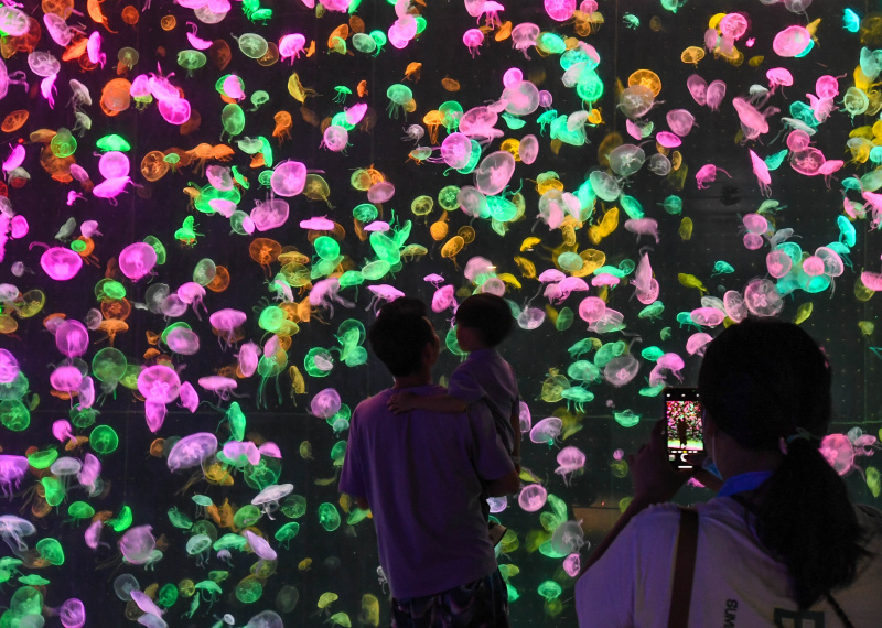 Des visiteurs observent des créatures marines dans la soirée à Chimelong Ocean Kingdom