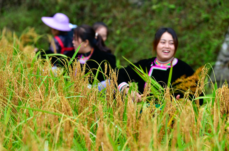 Des villageoises récoltent du riz gluant dans le village de Jianhua du district de Congjiang de la préfecture autonome Miao de Qiandongnan