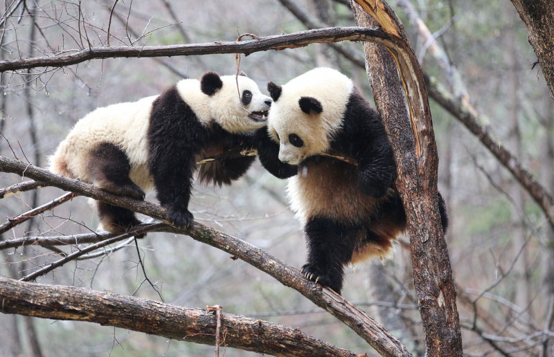 Les pandas géants Lulu (à droit) et Xiaoxin s'amusent sur un arbre dans la Base d'entraînement à l'état sauvage pour les pandas de Qinling dans la Réserve naturelle de Foping