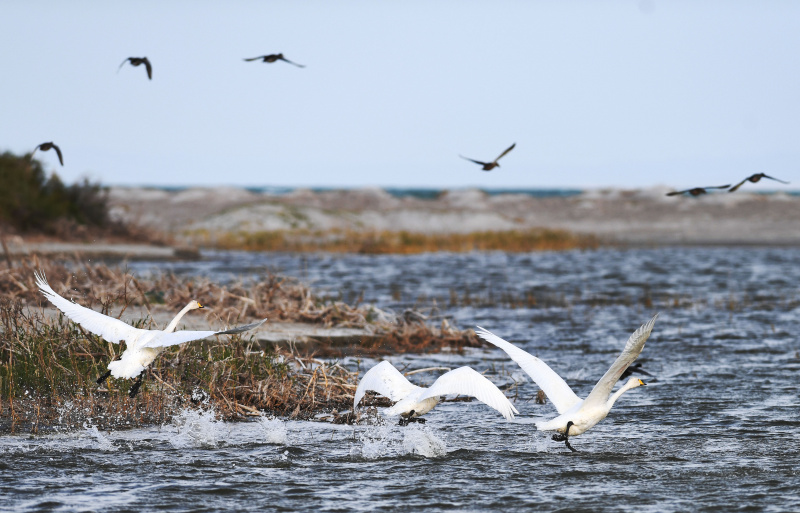 Des cygnes blancs dans le Parc national des zones humides du lac Ulungur dans le district de Fuhai