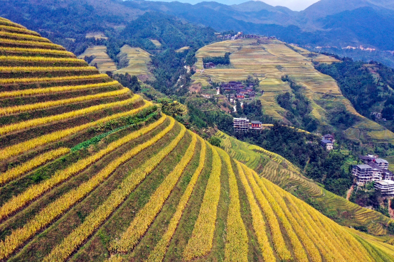Photo aérienne prise le 12 octobre 2020 montrant des champs en terrasses dans le district de Longsheng