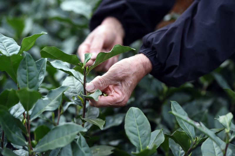 Une agricultrice cueille des feuilles de thé pendant la saison de récolte du thé dans une plantation de thé à Huangshan