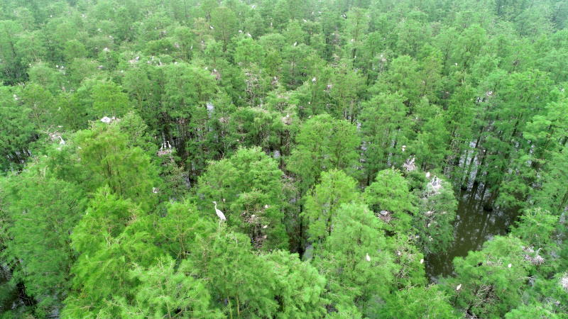 Des oiseaux se reposent dans le parc national des terres humides du lac Chishan dans le district de Lai'an