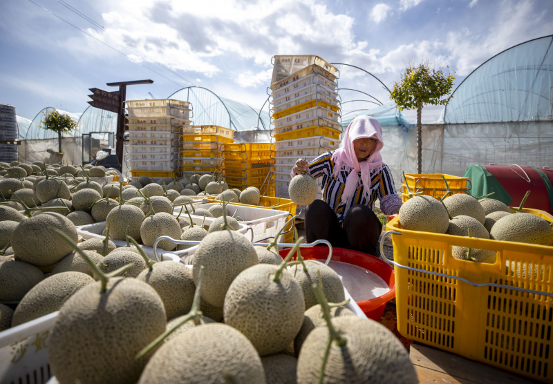 Une agricultrice trie des cantaloups dans une ferme productrice de cantaloups à Lingwu