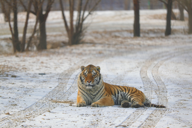Un tigre de Sibérie dans le parc des tigres de Sibérie de Guanpo