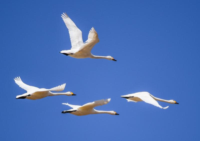 Des cygnes survolent une plaine à Hohhot