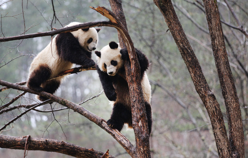 Les pandas géants Lulu (à droit) et Xiaoxin s'amusent sur un arbre dans la Base d'entraînement à l'état sauvage pour les pandas de Qinling dans la Réserve naturelle de Foping