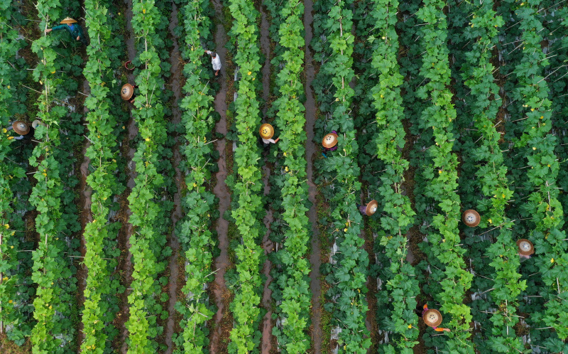 Des agriculteurs travaillent dans une plantation de légumes à Mingxing