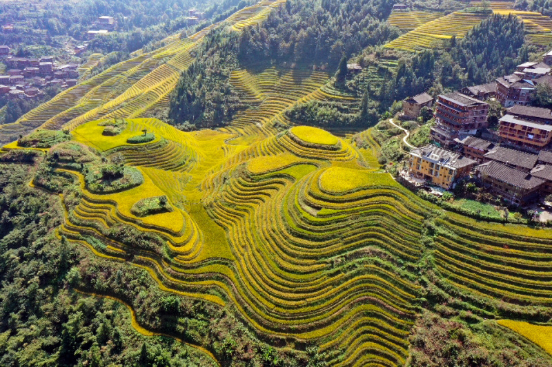 Photo aérienne prise le 12 octobre 2020 montrant des champs en terrasses dans le district de Longsheng