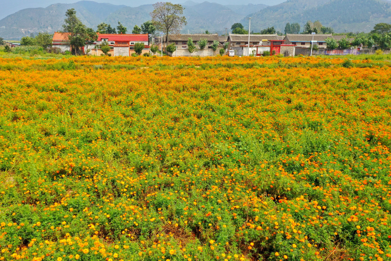 Des soucis en fleur prêts à être récoltés dans le district de Yuanqu de la ville de Yuncheng