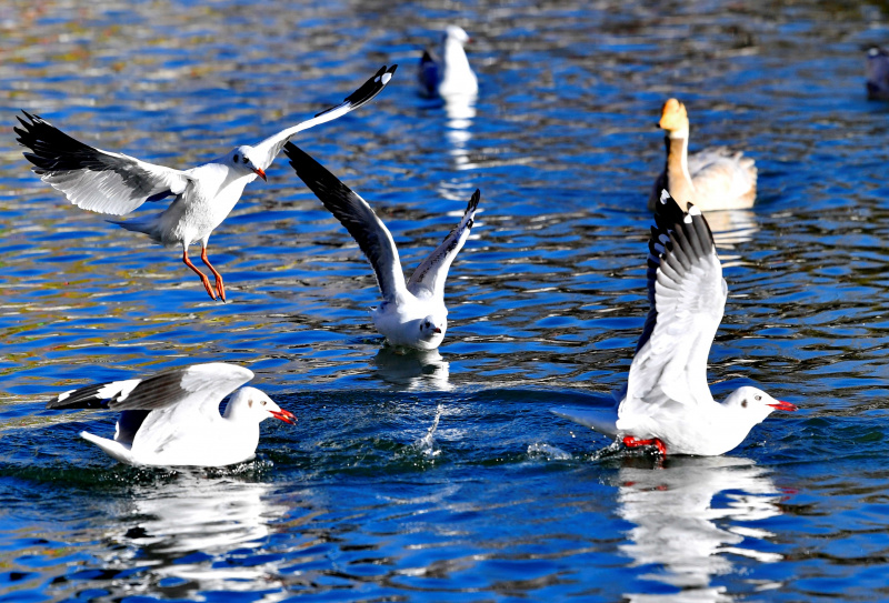 Des mouettes rieuses dans le parc Longwangtan