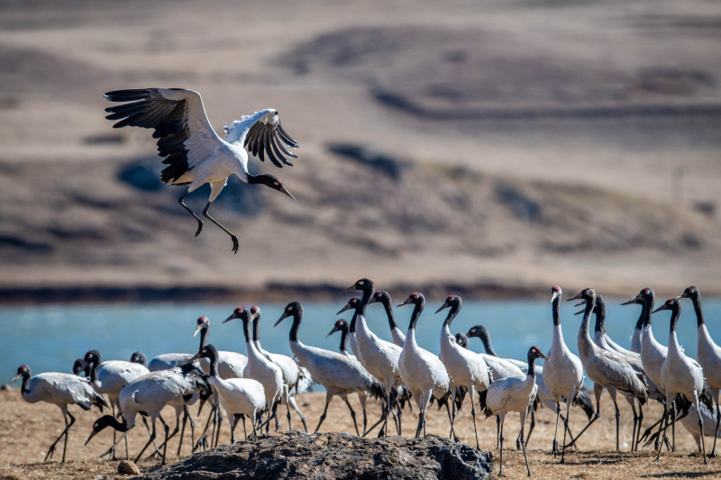 Des grues à cou noir observées dans la réserve naturelle de grues à cou noir de Dashanbao