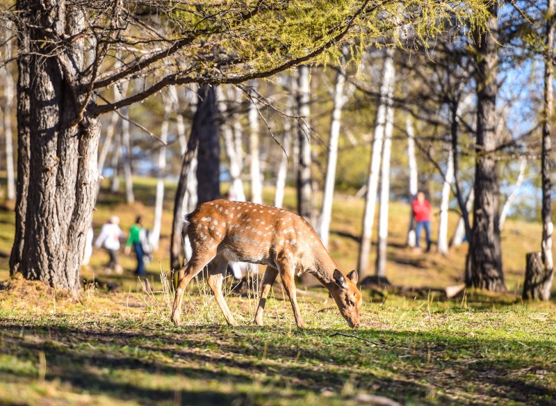 Un cerf sika se nourrit dans un parc à cerfs à Arxan de la Ligue de Hinggan
