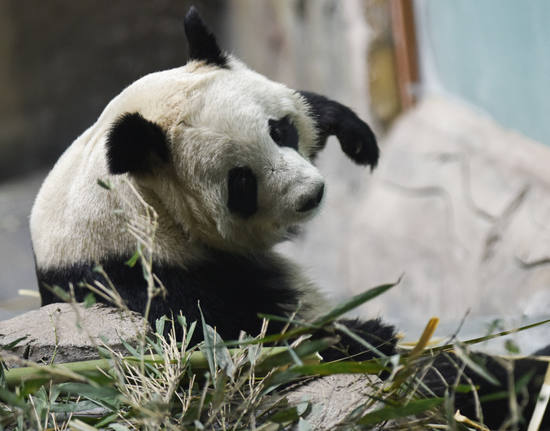 Un panda géant en train de jouer à la Maison du panda de Xining