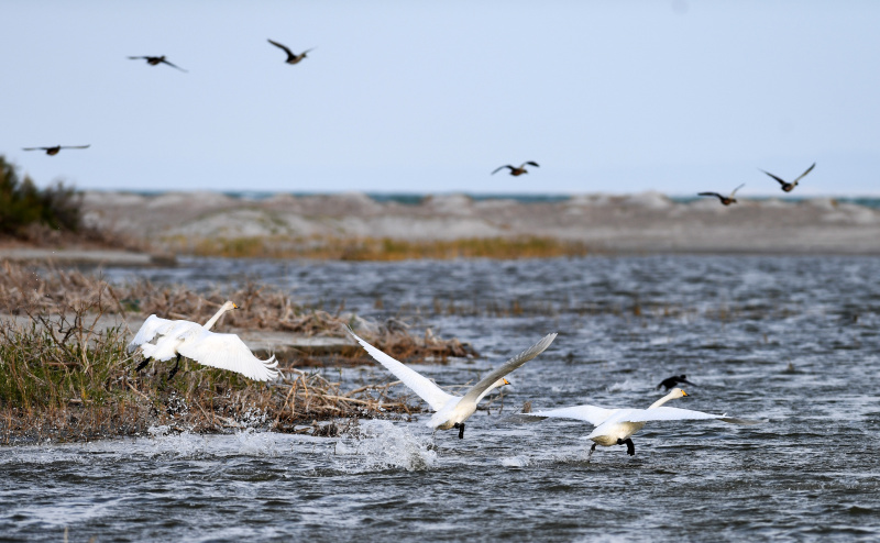 Des cygnes blancs dans le Parc national des zones humides du lac Ulungur dans le district de Fuhai