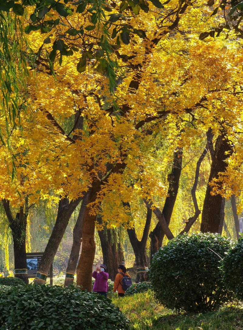 Une touriste prend des photos de ginkgos
