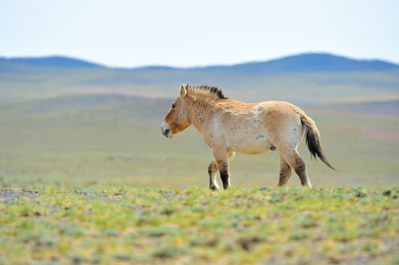 Un cheval de Przewalski dans la réserve naturelle de Kalamayli