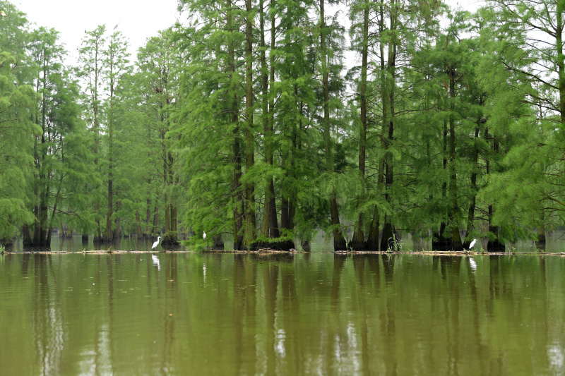 Des oiseaux se reposent dans le parc national des terres humides du lac Chishan dans le district de Lai'an