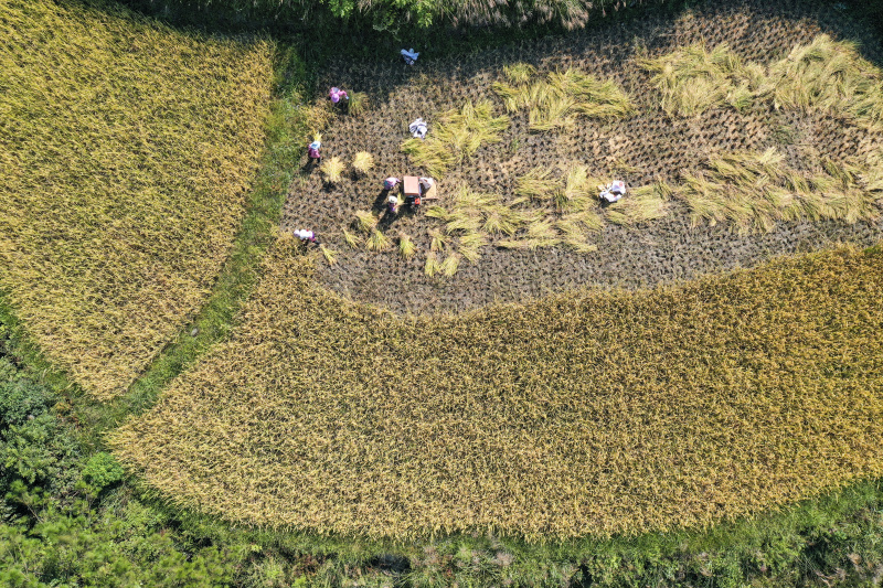 Photo aérienne prise le 3 octobre 2021 montrant des villageois récoltant du riz paddy dans le district autonome Tujia et Miao de Youyang