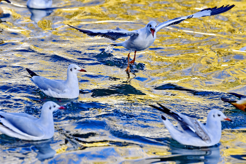 Des mouettes rieuses dans le parc Longwangtan