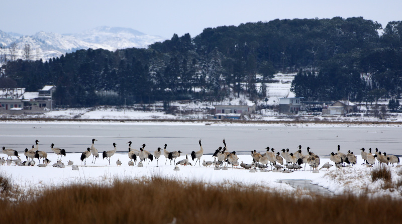 Des grues à cou noir et d'autres oiseaux migrateurs dans la réserve naturelle nationale de Caohai