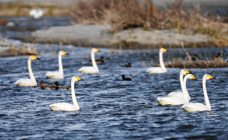 Des cygnes blancs dans le Parc national des zones humides du lac Ulungur dans le district de Fuhai