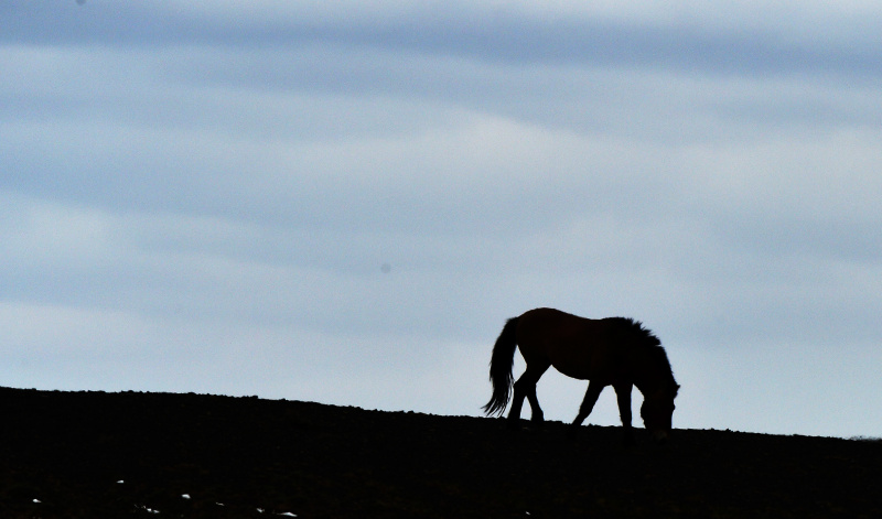 Un cheval de Przewalski dans la réserve naturelle de Kalamayli