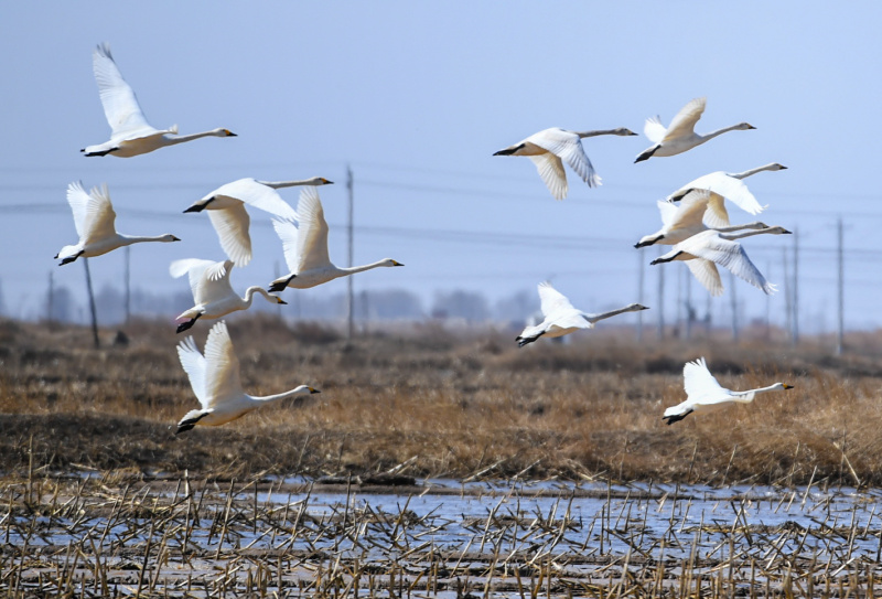 Des cygnes survolent une plaine à Hohhot