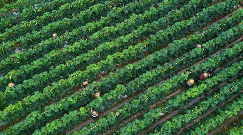 Des agriculteurs travaillent dans une plantation de légumes à Mingxing