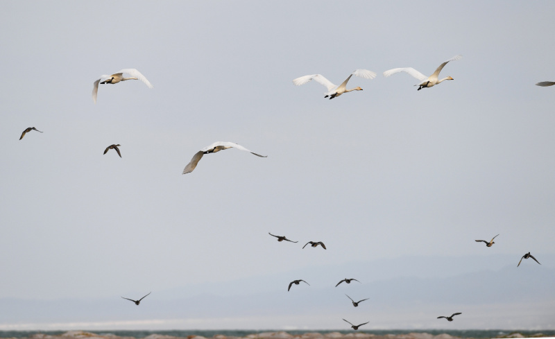 Des cygnes blancs survolent le Parc national des zones humides du lac Ulungur dans le district de Fuhai