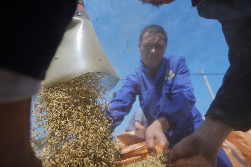 Un agriculteur récolte du riz dans le village de Qingcheng